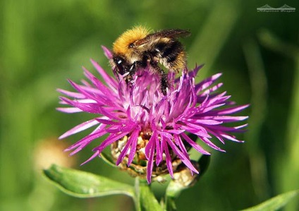 Bumblebee, bondar, cuib, stocuri din celule, bondari de bumblebee, mită, camare de câine, hrănire