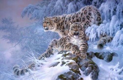 Zăpadă leopard de zăpadă leopard