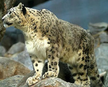 Leopard de zăpadă, leopard de zăpadă, familie de feline