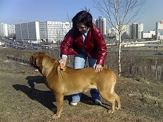 Canine árvíz és miért (miért) van egy kutya