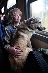 Câine flud și de ce (de ce) ați luat câinele