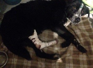 Câinele a strigat și sa răsturnat în durere după ce a fost lovit de mai multe mașini pe drumul de la Rostov