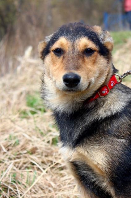 Câinele Holly caută o casă