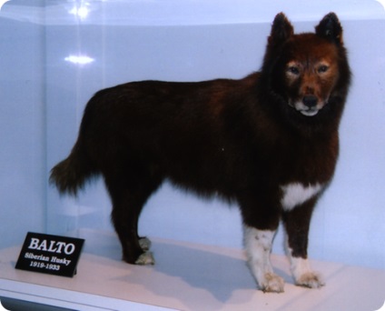 Câini eroi balto