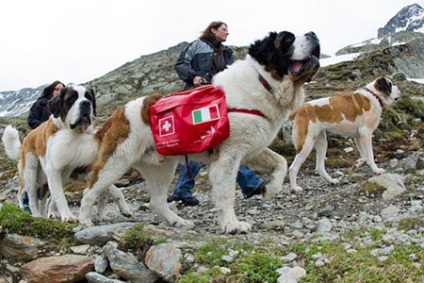Kutyák Rescue - dogcollar - lőszer és kiegészítők kutyáknak
