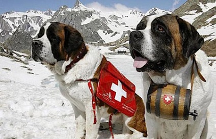 Kutyák Rescue - dogcollar - lőszer és kiegészítők kutyáknak