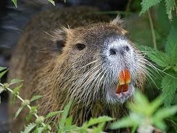 A tartalom és a szorzás a nutria