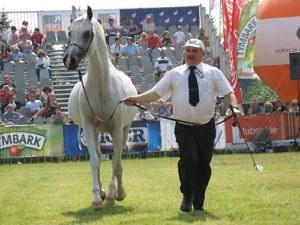 Visind un cal mare într-un vis pentru a vedea ce visează