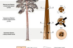 Sortarea automatizării procesului de prelucrare a lemnului