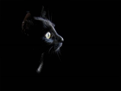 Vechile legende și superstiții ale diferitelor țări despre pisici - sprouturi ale vieții