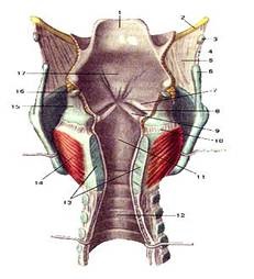 Structura și funcțiile laringelui - stadopedie