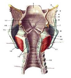 Структура и функция на ларинкса - studopediya