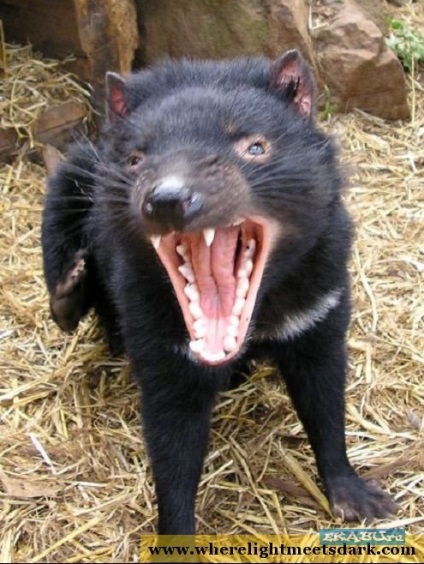 Tasmansky diavol (24 fotografii), portal de divertisment