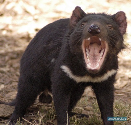Tasmansky diavol (24 fotografii), portal de divertisment