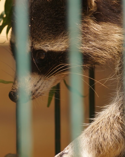 Japán Tanuki titokzatos állat (tanuki) Tanuki japán misztikus fenevad