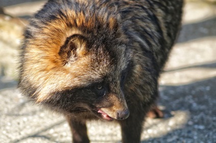 Tinuki fiica mistică a japonezilor