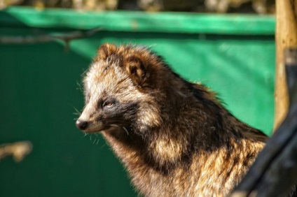 Japán Tanuki titokzatos állat (állat) Tanuki japán misztikus fenevad