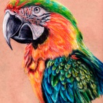 Tattoo papagal valoare, fotografie și cele mai bune schițe