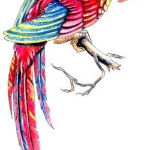 Tattoo papagal valoare, fotografie și cele mai bune schițe