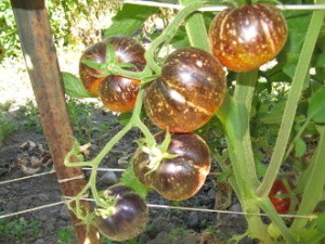 Galaxia închisă (galaxia întunecată), semințele de soiuri de roșii rare