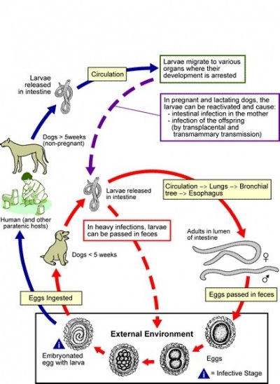 Câinii Toksokaroz - Centrul Veterinar pe Leninsky 106