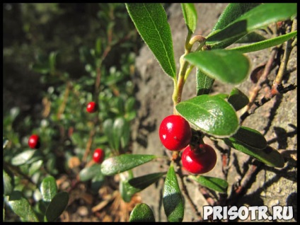 Bearberry - proprietăți medicinale și contraindicații, aplicare