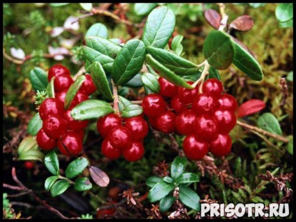 Bearberry - proprietăți medicinale și contraindicații, aplicare