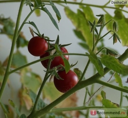 Tomata nepoata aelita - 