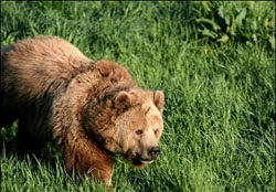 Finomságok medve vadászat tavaszi csali (bearish) Finomságok a tavasz medve vadászat csali