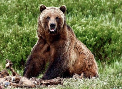 Finomságok a tavasz medve vadászat csali