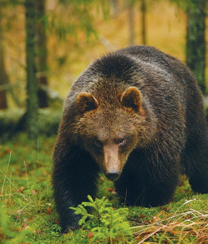 Finomságok a tavasz medve vadászat csali