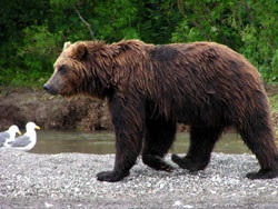 Finomságok a tavasz medve vadászat csali