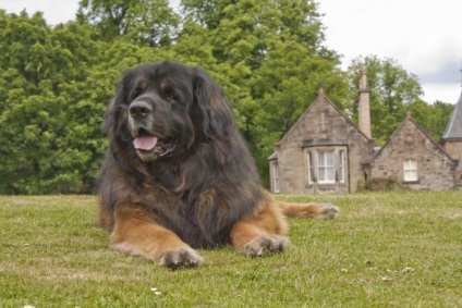 Top 5 dintre cei mai mari câini din lume