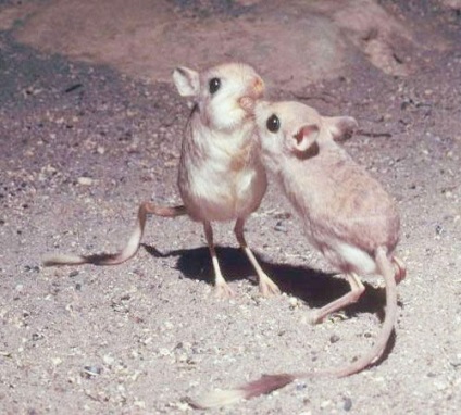 Jerboa, poza