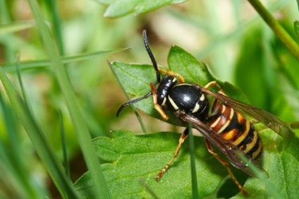 Albine intepatura, viespi primul ajutor pentru un adult si un copil