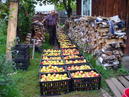 Lecții în fierul Valerian - Proprietarul jurnalului