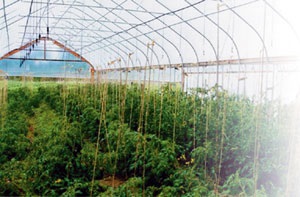 Condiții pentru cultivarea tomatelor și obținerea materialului săditor pentru terenuri deschise și sere