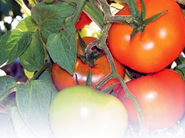 Condiții pentru cultivarea tomatelor și obținerea materialului săditor pentru terenuri deschise și sere