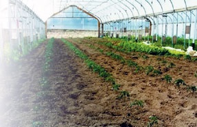 Condiții pentru cultivarea tomatelor și obținerea materialului săditor pentru terenuri deschise și sere