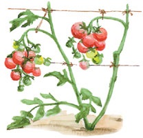 Condiții pentru cultivarea tomatelor și obținerea materialului săditor pentru terenuri deschise și sere