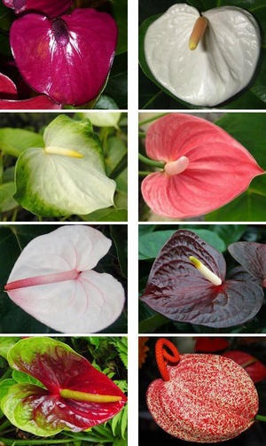 Care a hazai és tenyésztési Anthurium