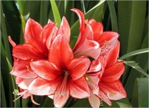 Grijă pentru amaryllis acasă, reguli pentru udare, fertilizare și tratare