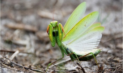 Grijă pentru mantis sphodromantis lineola, insecte domestice și arahnide