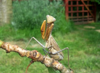 Grijă pentru mantis sphodromantis lineola, insecte domestice și arahnide