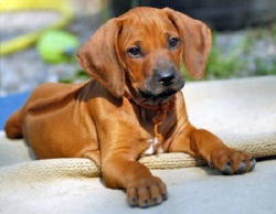 Care Rhodesian Ridgeback, a legjobb barátok