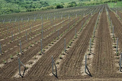 Gondozása szőlő kora tavasszal (tél után) feldolgozása, permetezés, metszés video