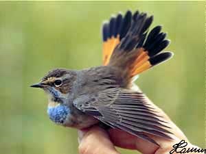 Bluethroat, cuib de Bluethroat (luscinia svecica), stabilirea ouălor, incubarea alimentelor Bluethroat, pui