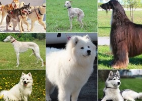 Descrierea maghiară vyzhla a rasei câinilor, prețul căței