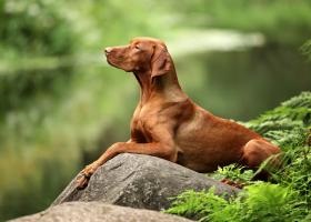 Vizsla kutya fajta leírás, az ár a kölykök