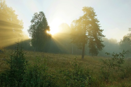 Veps Forest, kykyryzo (mély erdők, kanyargós) Veps Forest, kykyryzo